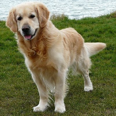 Golden Retriever - photo 14