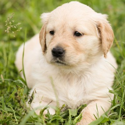 Golden Retriever - photo 12