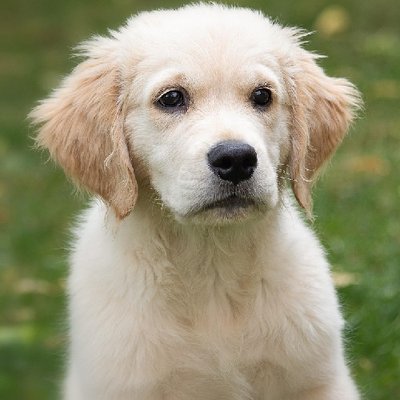 Golden Retriever - photo 13