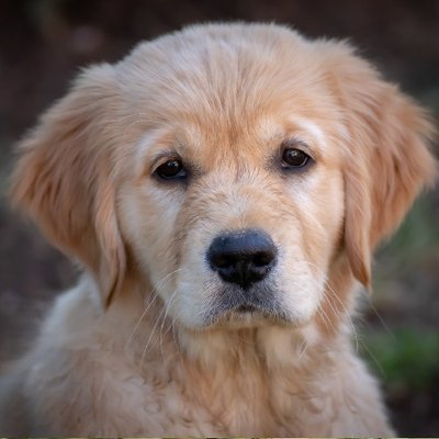 Golden Retriever - photo 16
