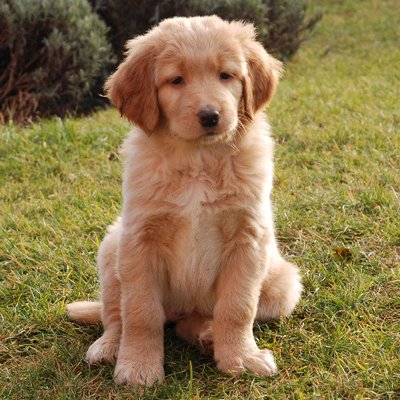 Golden Retriever - photo 15