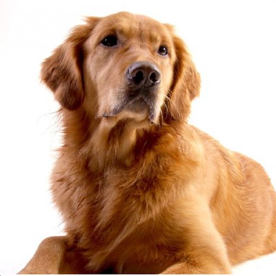 Golden Retriever - photo 17
