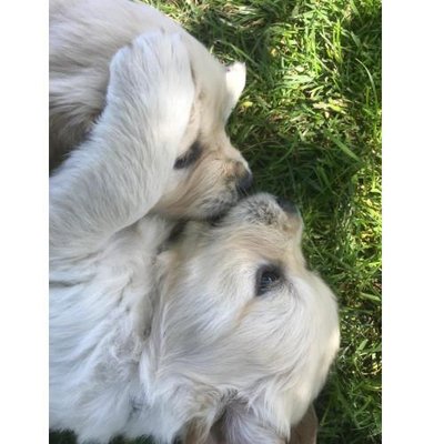 Golden Retriever - photo 18