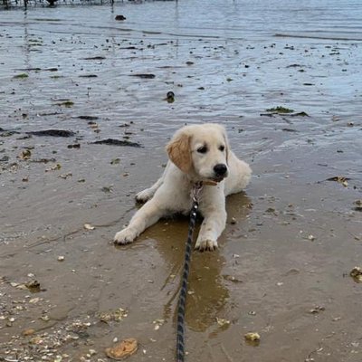 Golden Retriever - photo 20