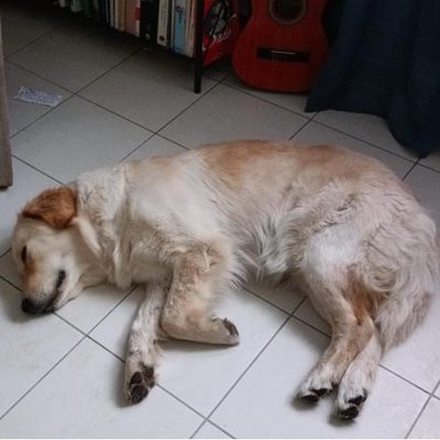 Golden Retriever - photo 23