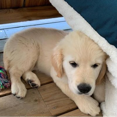 Golden Retriever - photo 24