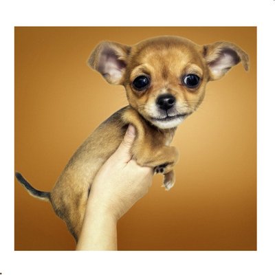 Chihuahua - photo 1