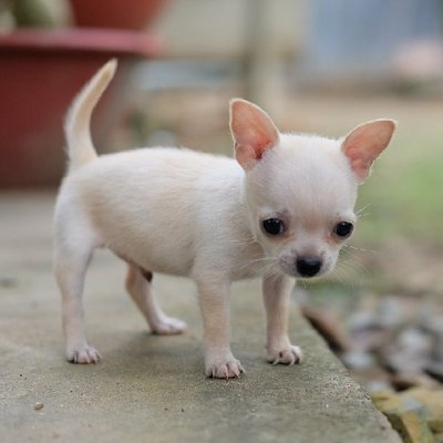 Chihuahua - photo 6