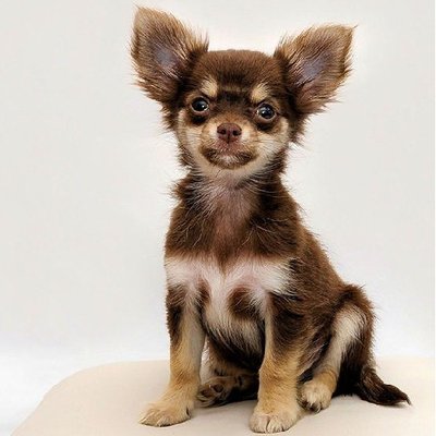 Chihuahua - photo 7