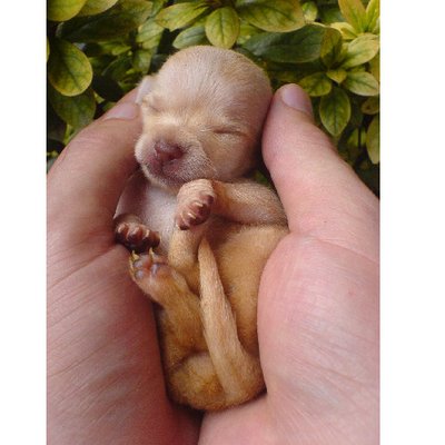 Chihuahua - photo 8