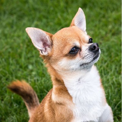 Chihuahua - photo 2