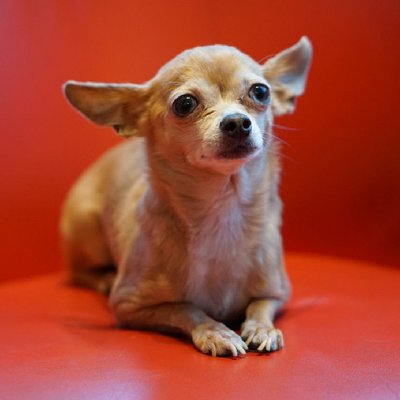 Chihuahua - photo 3