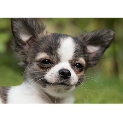 Chihuahua - photo 4
