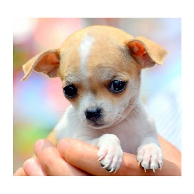 Chihuahua - photo 5