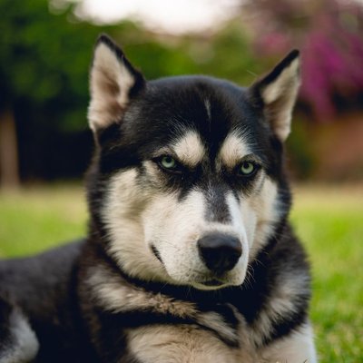 Husky de Sibérie - Condition de vie du Husky Sibérien