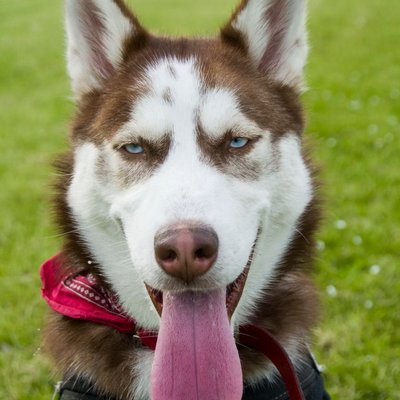 Husky de Sibérie - Caractère du Husky Sibérien