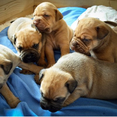 Bouledogue Français - photo 1