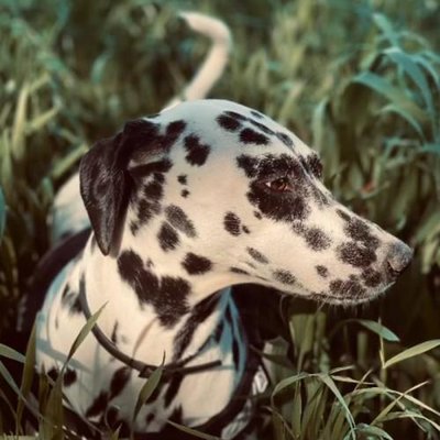 Dalmatien - photo 2