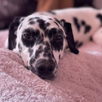 Dalmatien - photo 9