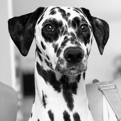 Dalmatien - photo 1