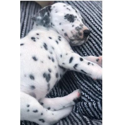 Dalmatien - photo 11