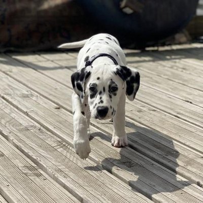 Dalmatien - photo 10