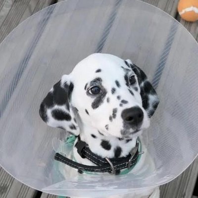 Dalmatien - photo 13