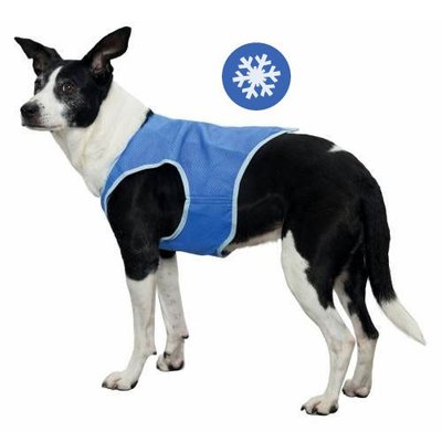 Comment mesurer la longueur de dos de votre chien ?