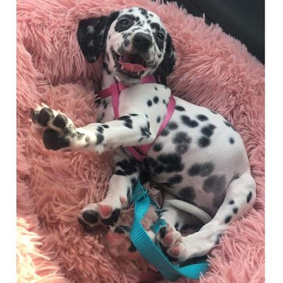Dalmatien - photo 14
