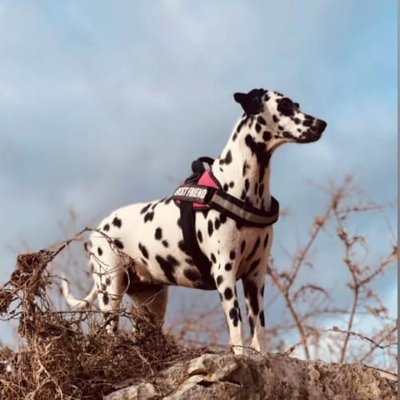 Dalmatien - photo 15