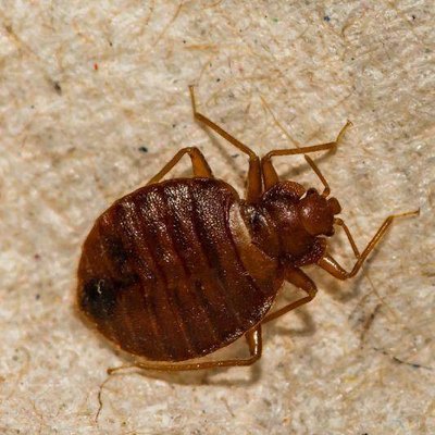 Fumigène punaise de lit : une méthode efficace