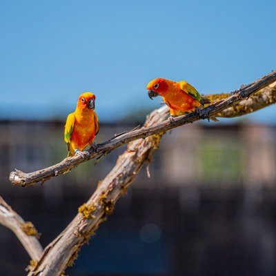 Conure - Caractère de la conure