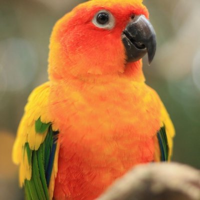 Conure - Santé de la conure