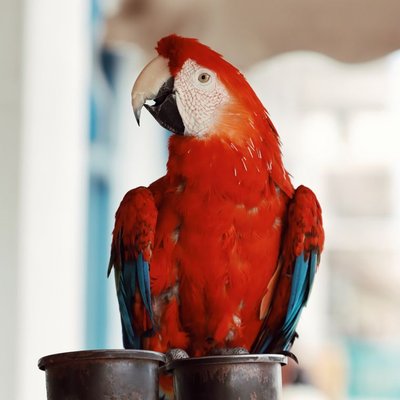 Ara - Caractère de l'ara