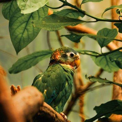 Amazone - Morphologie de l'amazone