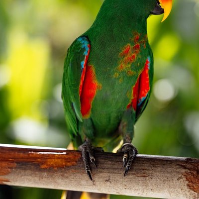 Eclectus - Morphologie de l'éclectus