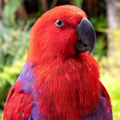 Eclectus - Caractère de l'éclectus
