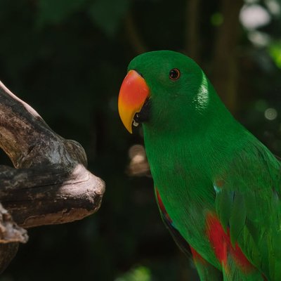 Eclectus - Santé de l'éclectus