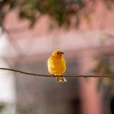 Canari - Morphologie et apparence du canari