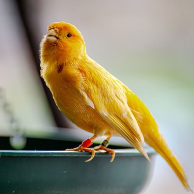Canari - Caractère et comportement du canari