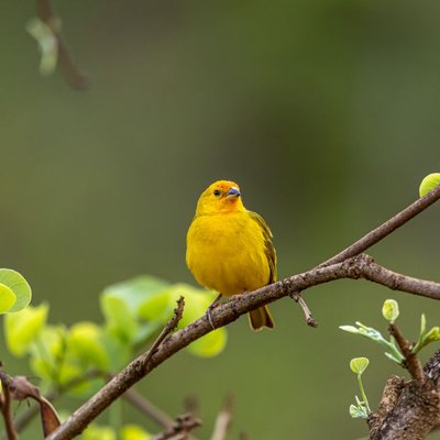 Canari - Santé et maladies du canari