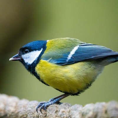 Mésange - Morphologie et apparence de la mésange