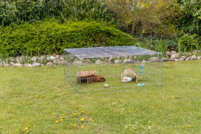 Habitat et cage du lapin
