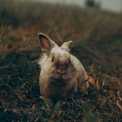 Lapin - Santé et soins du lapin