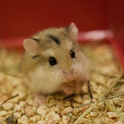 Hamster - Santé du hamster