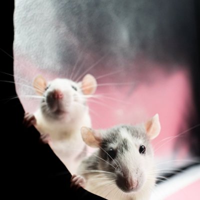 Rat - Habitat du rat