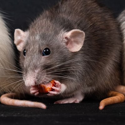 Rat - Santé du rat