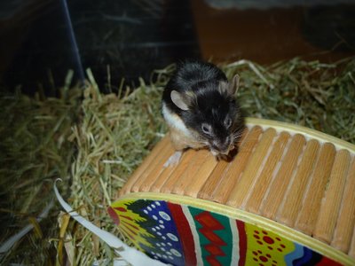 Habitat de la souris
