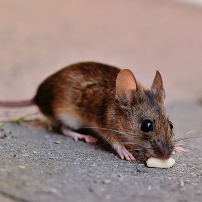 Souris - Santé de la souris