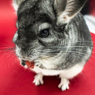 Chinchilla - Habitat du chinchilla
